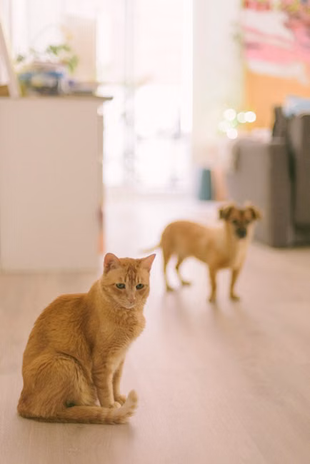 Varinha Interativa para Gatos