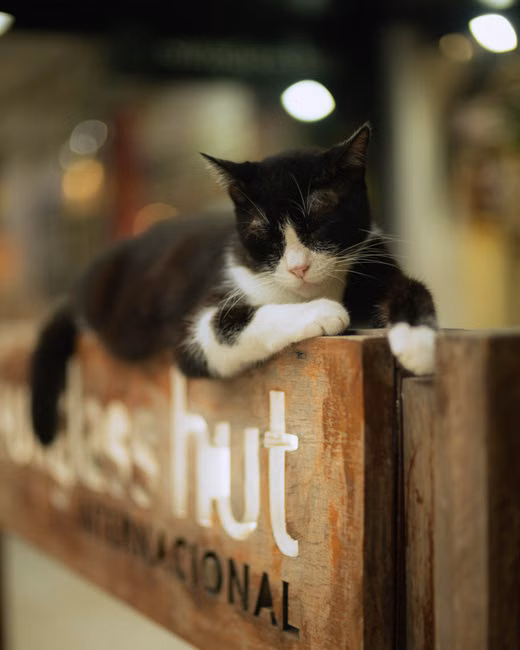 Areia Sanitária para Gatos (4kg)